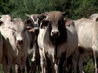 Criador segura o gado no pasto na expectativa de recuperação de preços