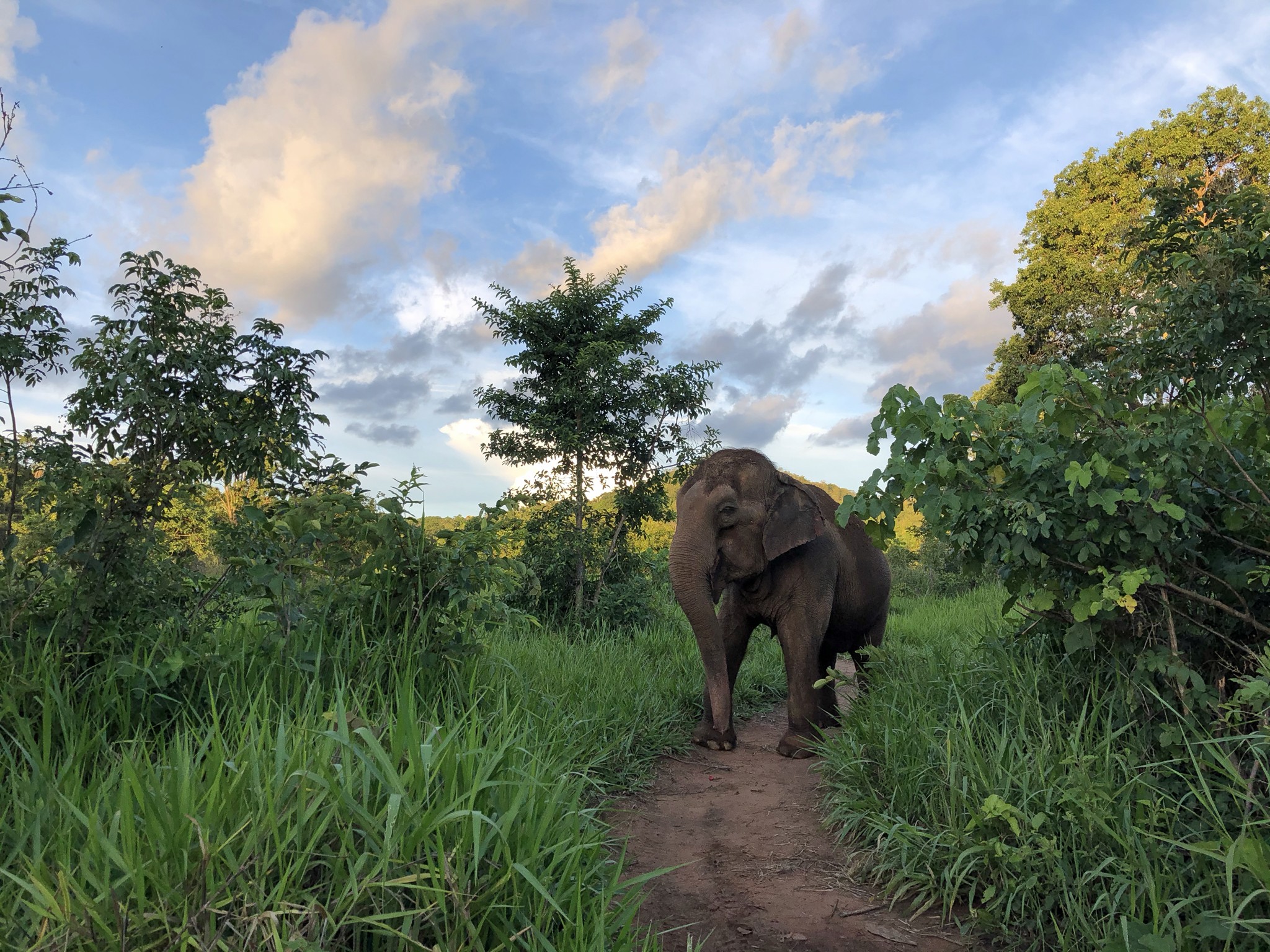 Por conta de traumas emocionais, Lady às vezes prefere ficar sozinha (Foto: Global Sanctuary for Elephants/Associação Santuário de Elefantes Brasil)