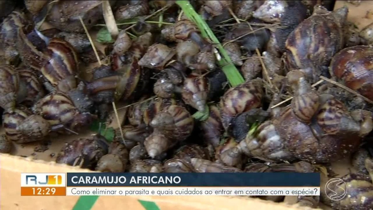 Moradores de Piraí reclamam de infestação de caramujos | Sul do Rio e ...