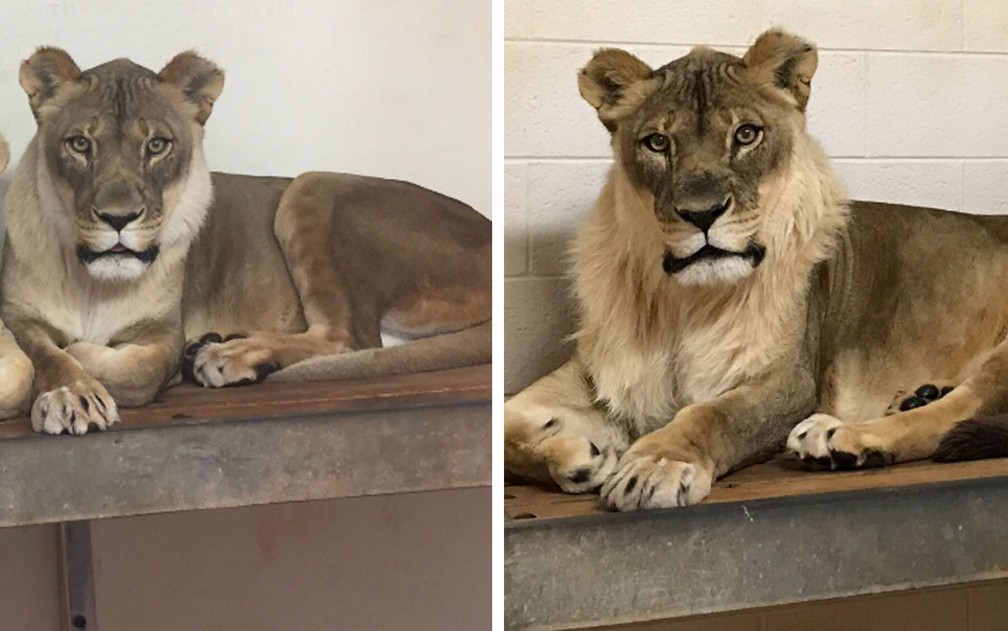 Bridget antes e depois de desenvolver sua juba (Foto: Reprodução/Facebook/Oklahoma City Zoo and Botanical Garden)
