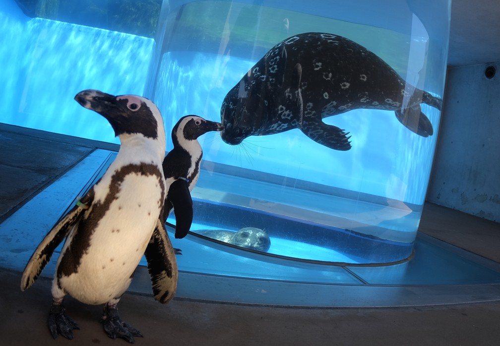 Pinguins-africanos passam por focas em um aquário no Hakkeijima Sea Paradise, que está fechado em meio à pandemia de coronavírus (COVID-19), em Yokohama, no Japão — Foto: Kazuhiro Nogi/AFP