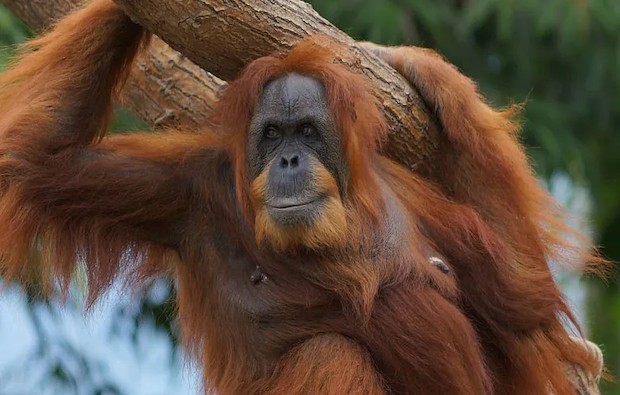 Bella, a orangotango mais velha do mundo, tem 61 anos (Foto: GWR / Reprodução)