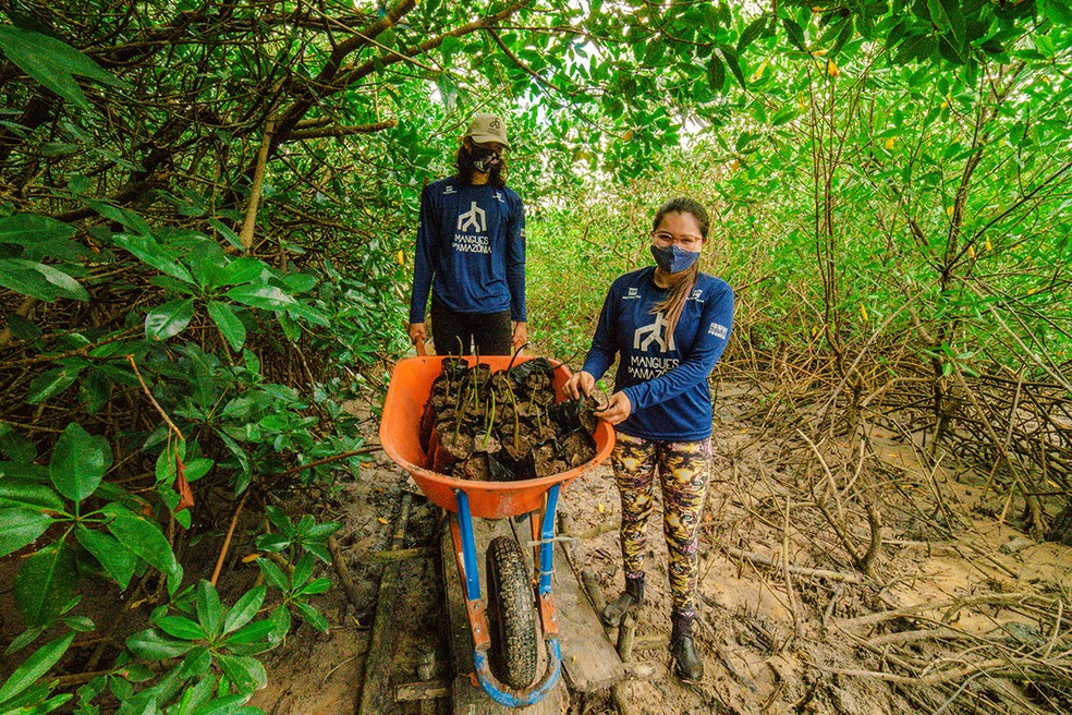  Projeto 'Mangues da Amazônia': elaboração de estratégias de manejo do mangue e exploração sustentável do caranguejo-uçá. — Foto: San Marcelo/Divulgação