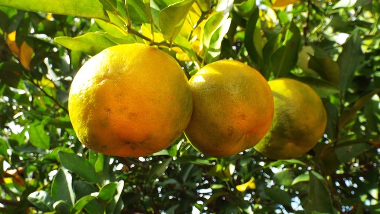 bergamota-tangerina-mexerica-janta (Foto: Pixabay/JPSSantos/Creative Commons)