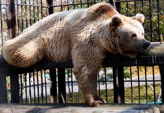 Com aparência de cansado, um urso foi fotografadona maior preguiça em zoo russo (Foto: Ilya Naymushin/Reuters)