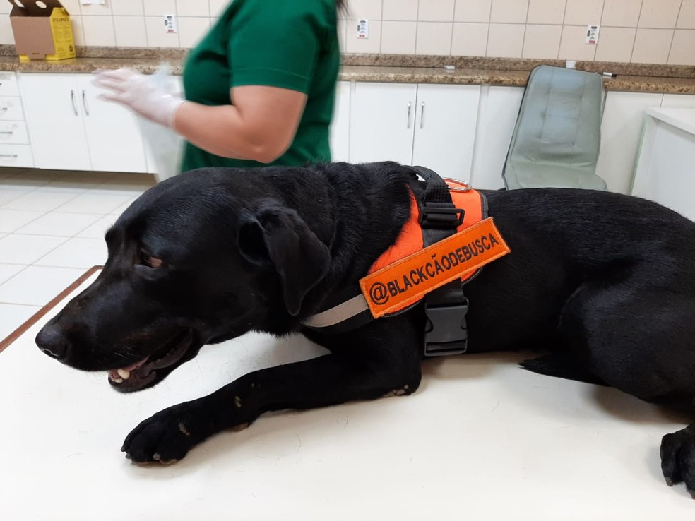 Cães militares do Corpo de Bombeiros fazem doação de sangue no Dia Mundial do Doador — Foto: Jheniffer Núbia/g1