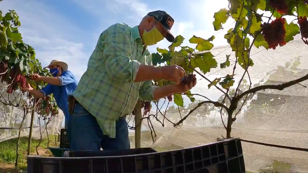 Produtores paulistas colhem safrinha da uva &mdash; Foto: Reprodu&ccedil;&atilde;o/TV TEM
