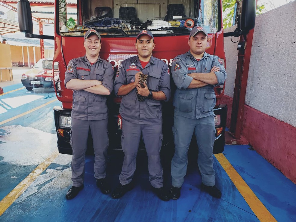 Bombeiros resgatam filhote de jaguatirica dentro de casa de morador em Guapiara &mdash; Foto: Corpo de Bombeiros/Divulga&ccedil;&atilde;o