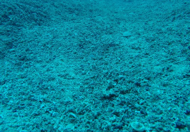 Lithothmnium, alga morta - Empresa Oceana (Foto: Divulgação)