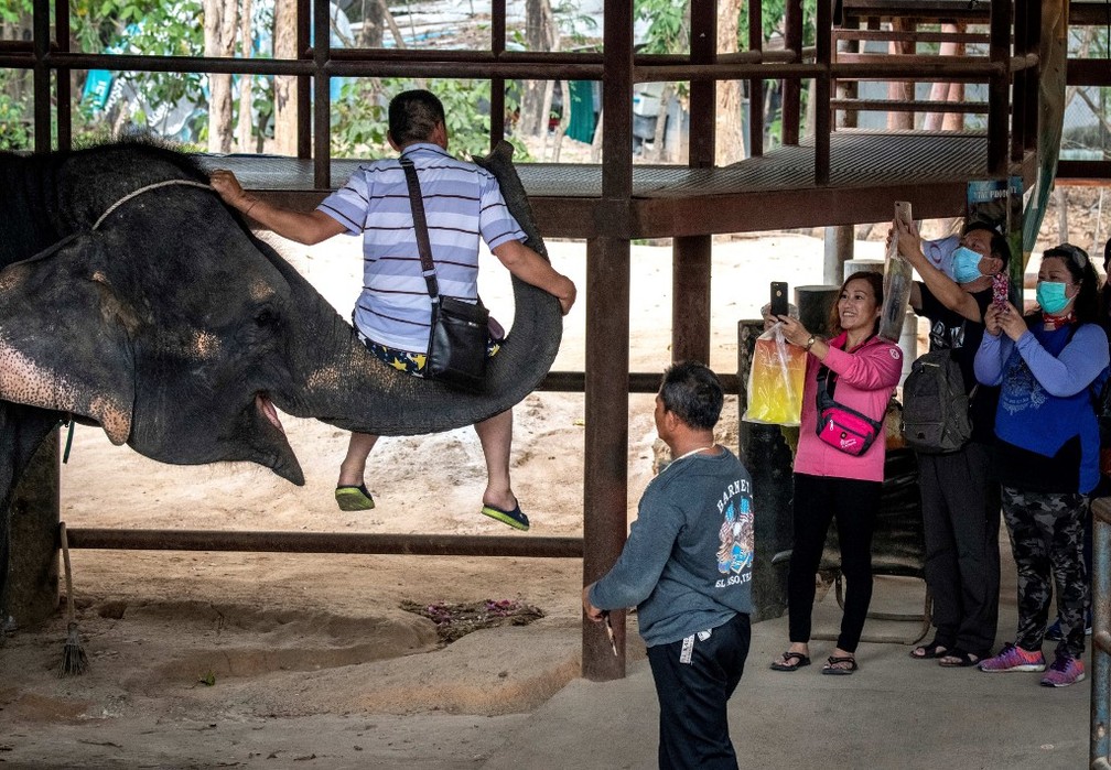 Elefante usado para entreter turistas levanta visitante com a tromba na Tailândia, em foto de fevereiro — Foto: Mladen Antonov/AFP