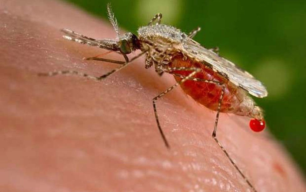 Mosquito Anopheles stephensi, transmissor da malária. (Foto: (Foto: Jim Gathany/CDC/Reuters))