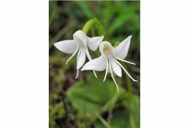 Habenaria Grandifloriformis (Foto: Reprodução/The Garden of Eaden)