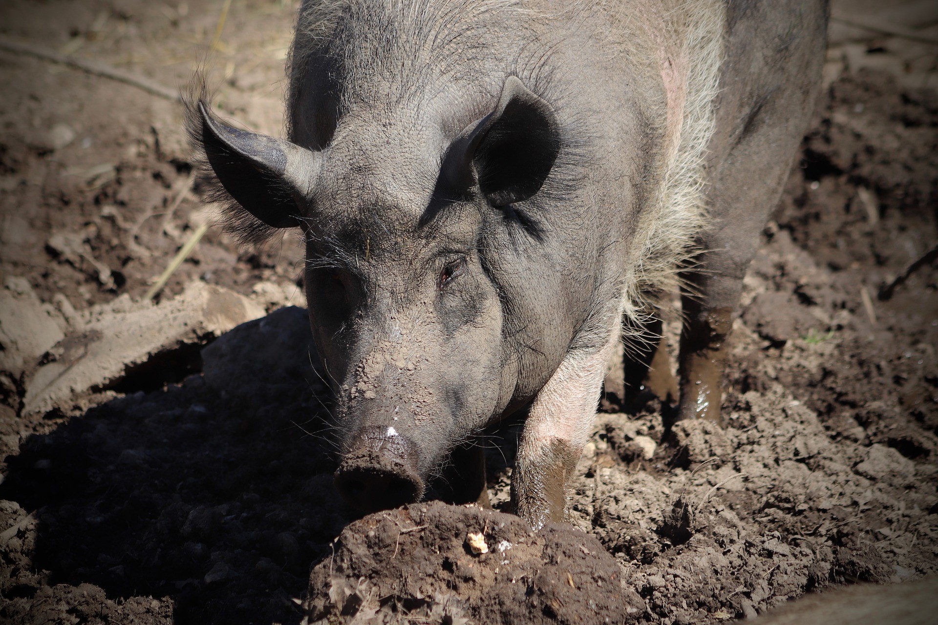 Febre suína já contaminou milhões de animais ao redor do planeta (Foto: Pixabay)