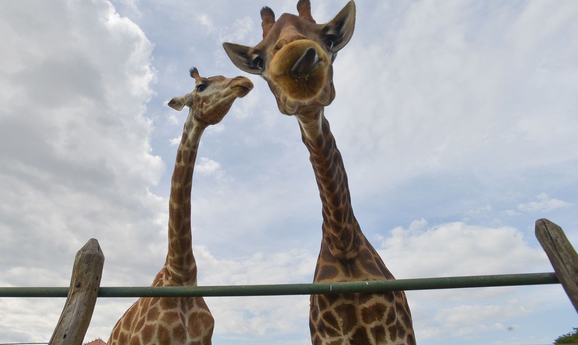 Após ser acionada para investigar a morte de três girafas em um resort safari de Mangaratiba (RJ), a Polícia Federal (PF) prendeu em flagrante de dois homens, sob a acusação de maus-tratos na última quarta-feira (26/01) (Foto: Arquivo/EBC)