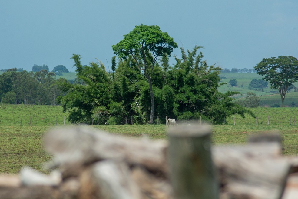 Natureza e sociedade devem conviver em equilíbrio e respeito — Foto: Stephanie Fonseca/g1