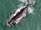 TRF4 mantém suspensão do turismo embarcado de observação de baleias