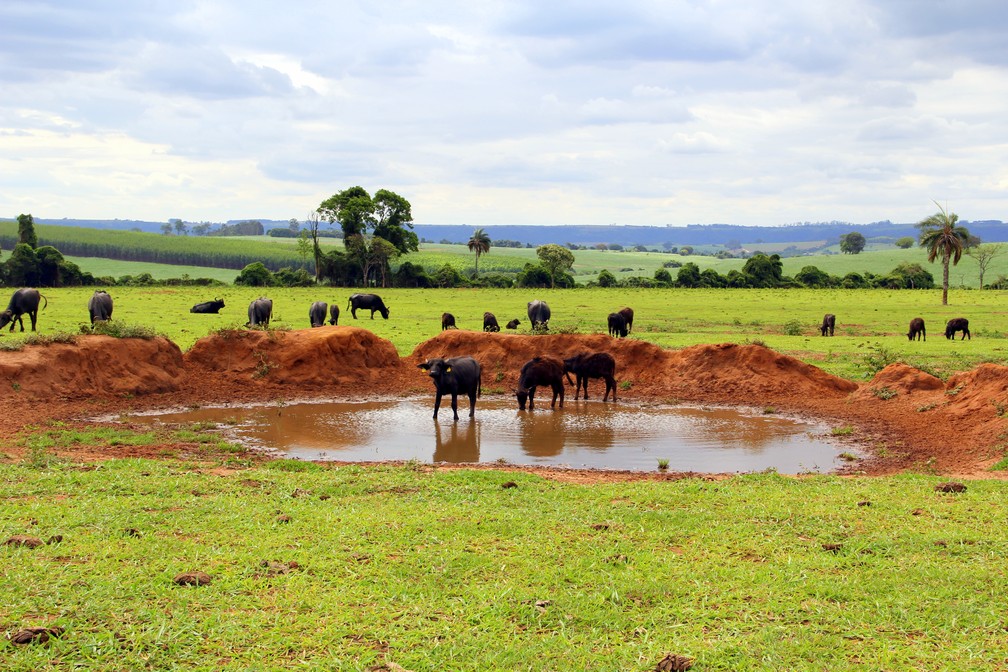 Caso das búfalas de Brotas (SP) completa um ano e animais seguem em recuperação na Fazenda Água Sumida — Foto: Fabio Rodrigues/g1