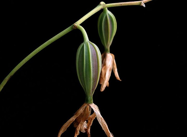 Biólogo explica os mecanismos de reprodução das orquídeas - Casa e Jardim |  Sergio Oyama