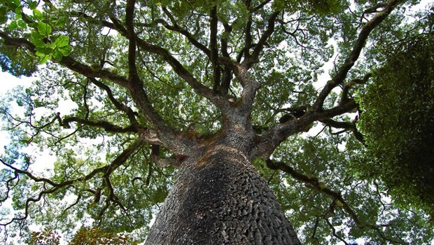 Mega árvores Conheça As Gigantes Das Florestas Brasileiras 3545