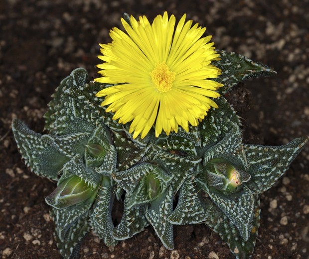10 suculentas que dão flores para colorir a casa e o jardim (Foto: Getty Images/imageBROKER RF)