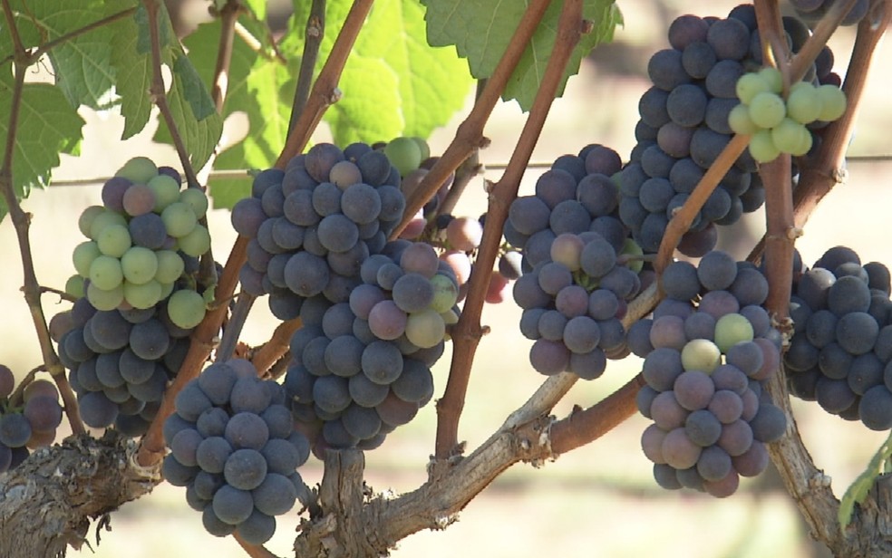 Uvas produzidas em vinícola na Serra dos Pirineus — Foto: Reprodução/TV Anhanguera