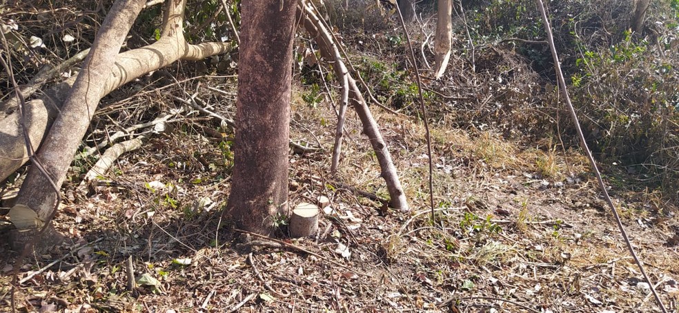 Sitiante fez o corte de 109 árvores nativas sem autorização — Foto: Polícia Ambiental