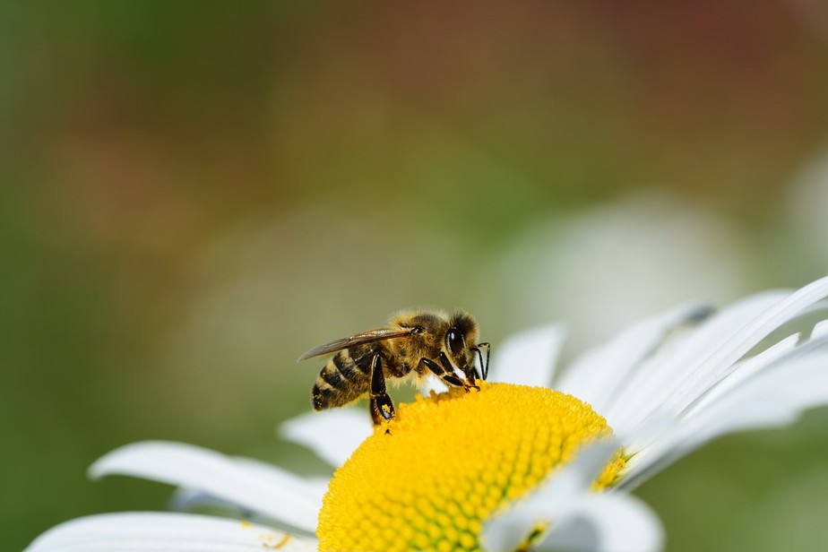 EUA autorizam aplicação da primeira vacina feita para abelhas; entenda como funciona