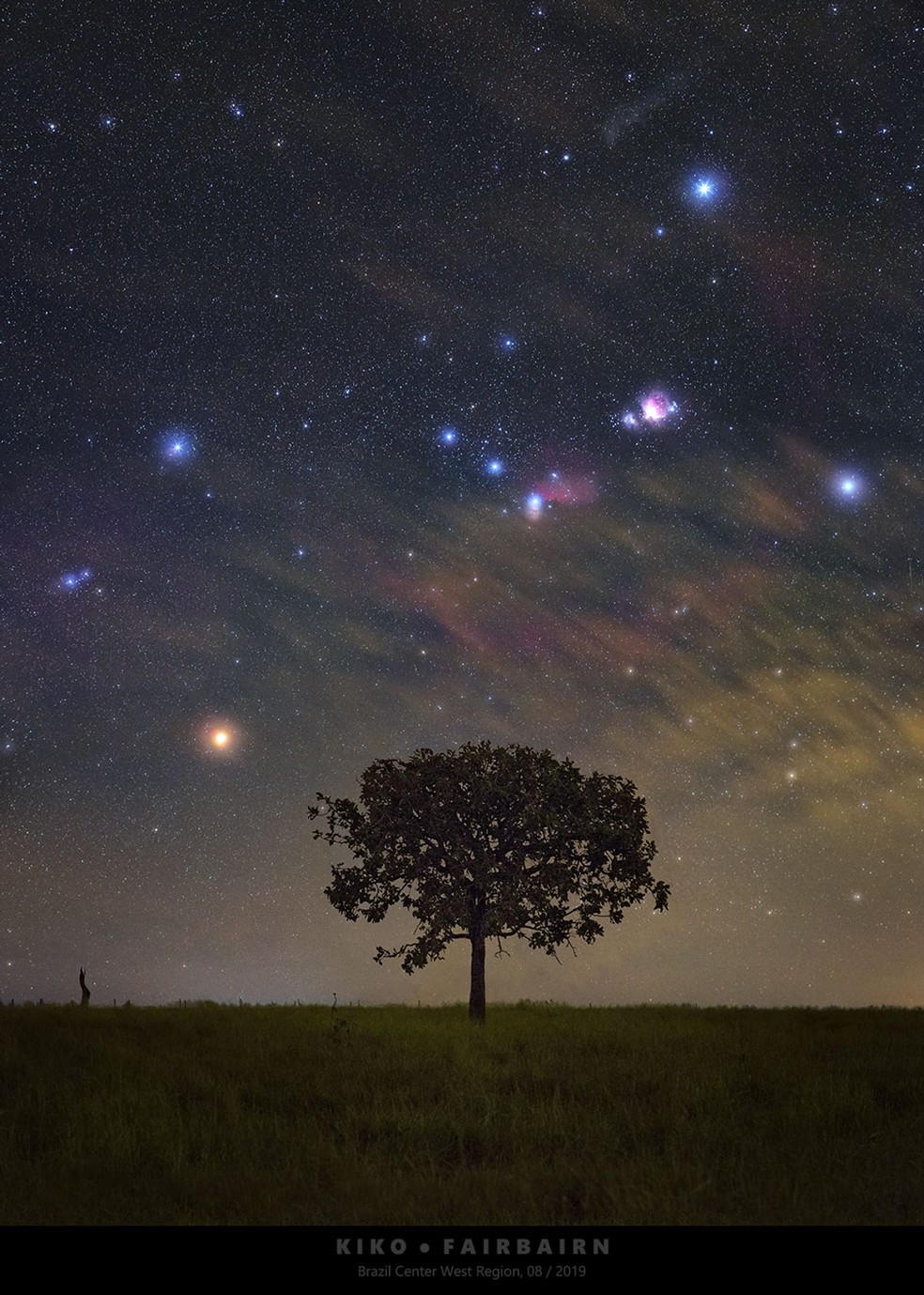 Imagem retrata a constelação do Órion subindo no horizonte, com bastante destaque para as estrelas e as famosas Nebulosas do Órion e da Cabeça do Cavalo e um grande jatobá — Foto: Carlos Fairbairn