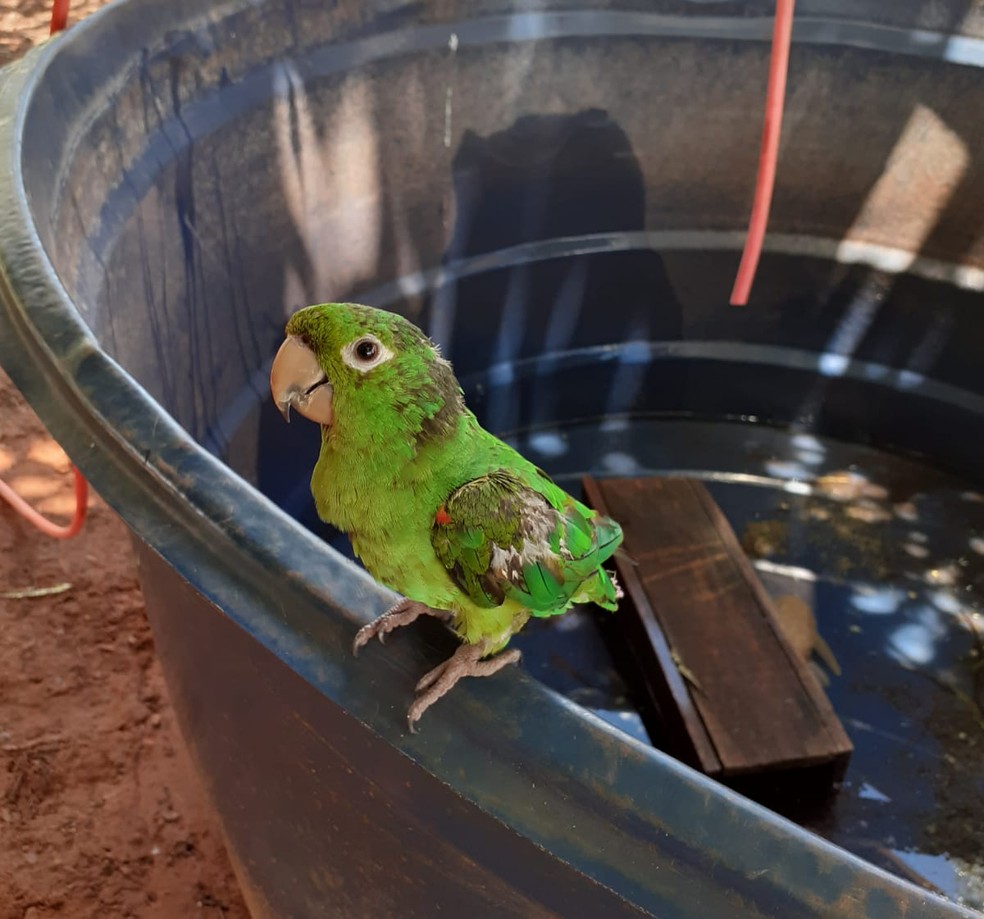 Animais silvestres eram mantidos em cativeiro sem autorização em lote de assentamento em Mirante do Paranapanema — Foto: Polícia Ambiental 