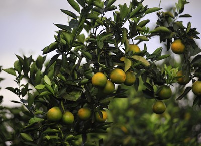 laranja_agricultura_fruta (Foto: Ernesto de Souza/Ed. Globo)