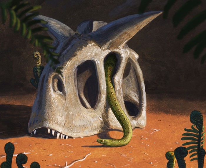 Todas as cobras evoluíram a partir de espécies que sobreviveram ao asteroide que aniquilou os dinossauros há 66 milhões de anos  (Foto: Joschua Knüppe)