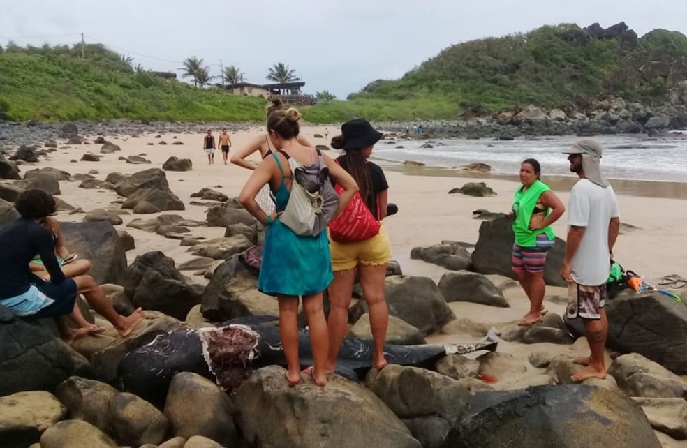 A baleia ficou nas pedras da Praia do Meio  — Foto: Pedro Roque/Instituto Tubarões de Noronha