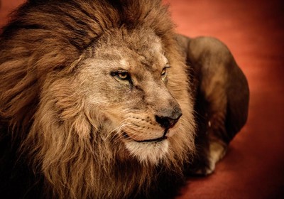 Leão do Imposto de Renda (Foto: Shutterstock)