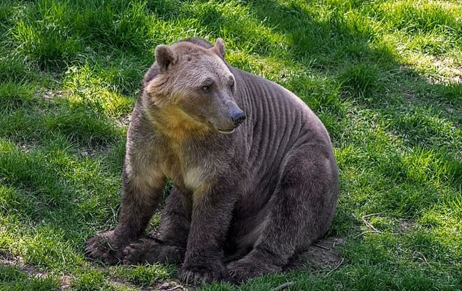 Urso Brolar