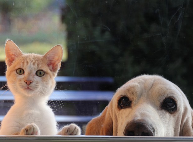 Antes de deixar gatos e cães sozinhos em casa é preciso acostumá-los com a separação de seus tutores (Foto: GettyImages)