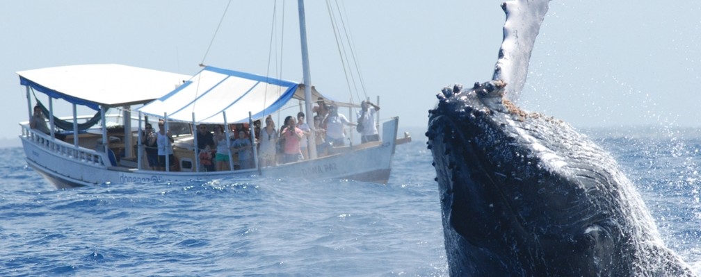 Turismo de baleias em Praia do Forte — Foto: Prefeitura de Mata de São João