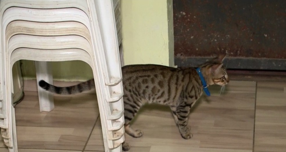 O cuidado vai além do carinho. É importante ter cuidado com a alimentação e  saúde do felino — Foto: Reprodução / TV Clube