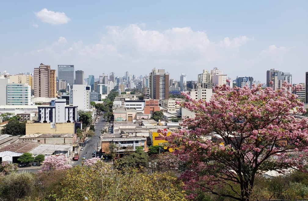 Florada dos ipês começa a se despedir em Belo Horizonte — Foto: Raquel Freitas/g1