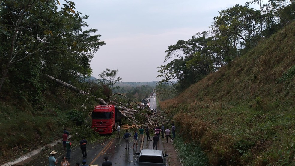 Árvore cai sobre veículos após forte chuva em Rondônia — Foto: Reprodução/Redes Sociais