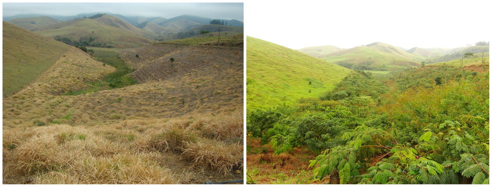 Antes e depois em uma das áreas de reflorestamento — Foto: Divulgação ONG Corredor Ecológico