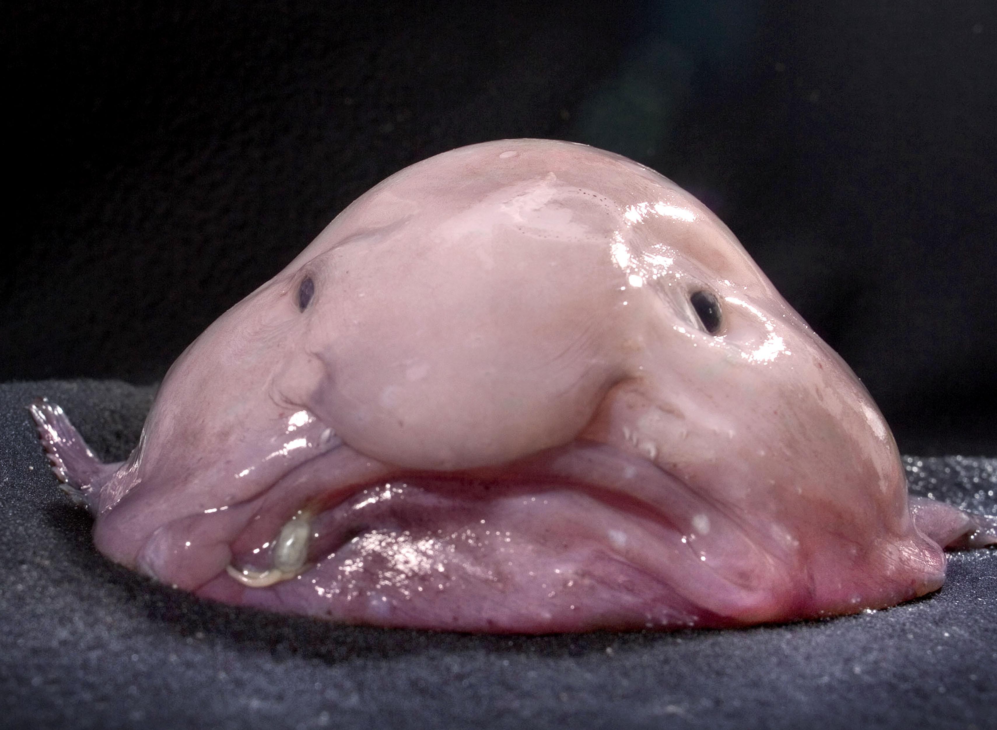 Mr. Blobby foi eleito (injustamente) o animal mais feio do mundo (Foto: uglyanimalsoc.com)