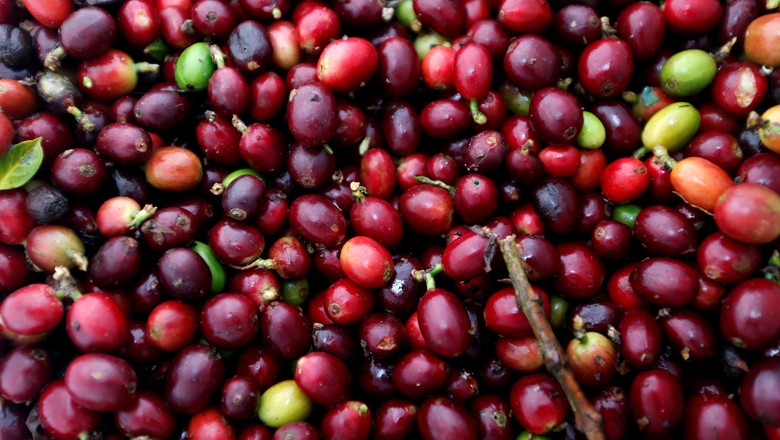 Frutas de café recém colhidas em Pueblorrico, Colômbia (Foto: REUTERS/Luisa Gonzalez)