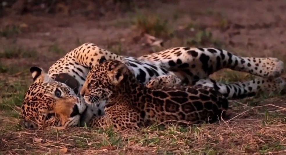 Onças não se importaram com a presença de turistas. — Foto: Reprodução/FábioPaschoal