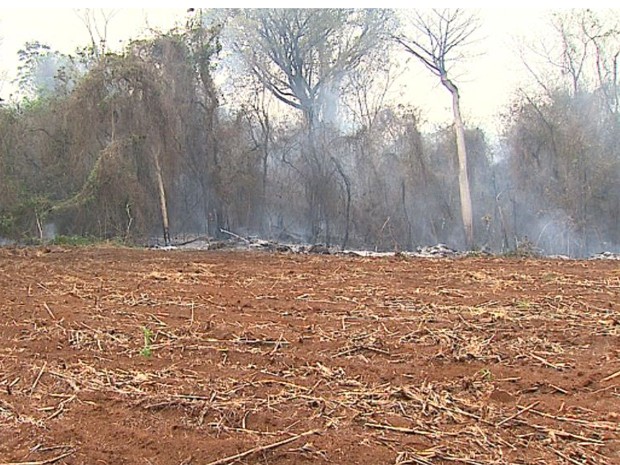 Incêndio na Mata de Santa Carlota, em Cajuru, destroi vegetação local e ameaça animais (Foto: Chico Escolano/ EPTV)