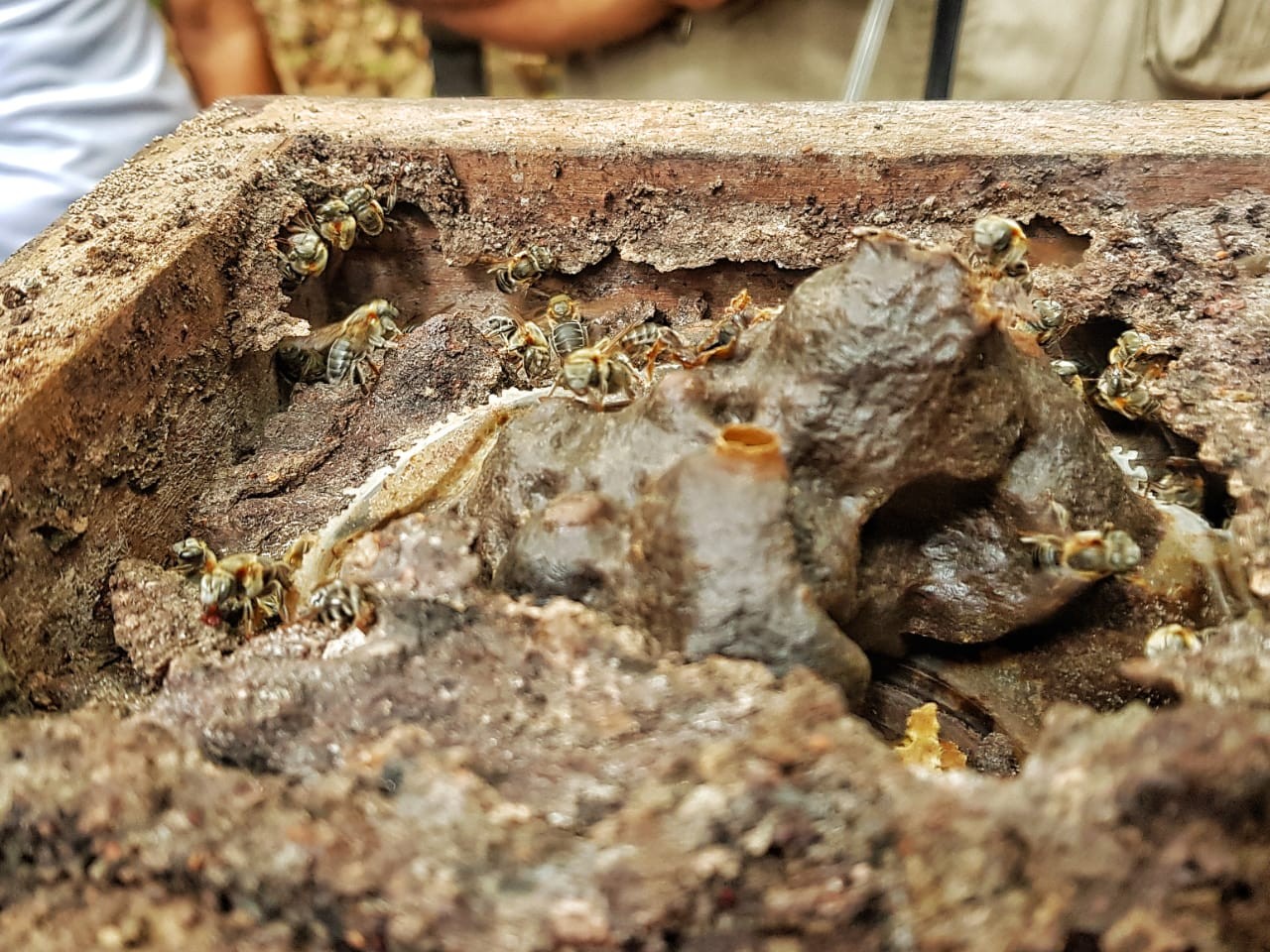 Com 150 mil abelhas ‘sem ferrão’, Bioparque da Amazônia oferta oficinas para produção de mel thumbnail