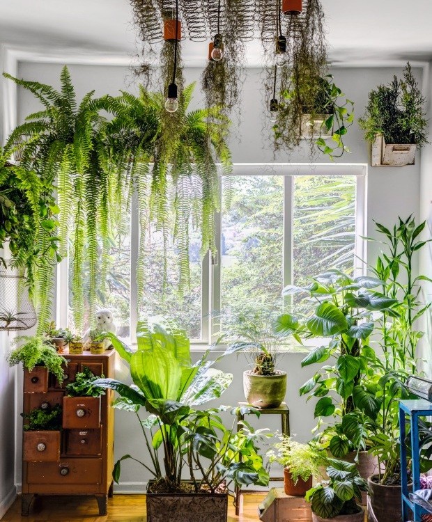 Sala com plantas: conheça 7 espécies e saiba como decorar