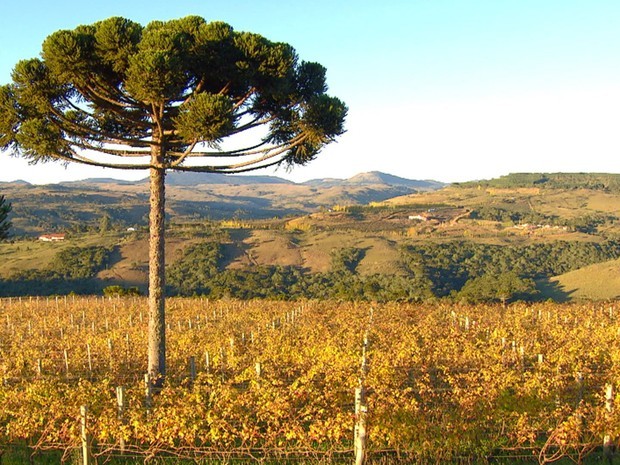 Árvore de Araucária é típica da região Sul do Brasil  (Foto: Arquivo TG)