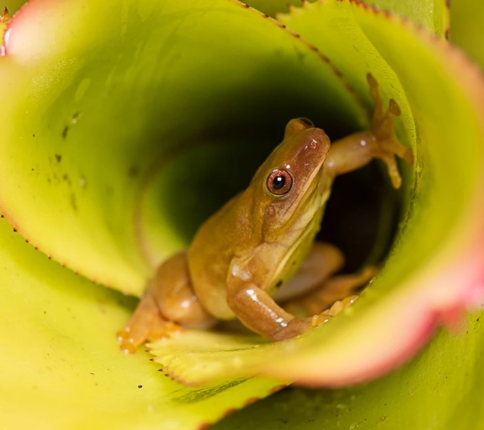 Xenohyla truncata é uma perereca endêmica do sudeste brasileiro. É conhecida por ser o único anfíbio no mundo a se alimentar de frutas. Vive no geral em bromélias, saindo apenas para se alimentar e acasalar.  — Foto: Divulgação DoTS