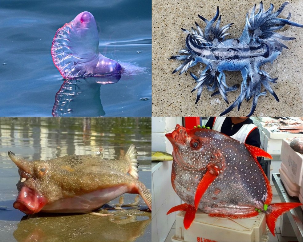 Peixes encontrados no litoral paulista chamam a atenção por cores e formatos exóticos — Foto: Reprodução