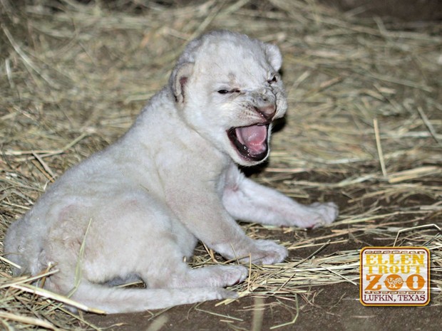 Filhote de leão branco nascido no Ellen Trout Zoo, em Lufkin, no Texas (Foto: Divulgação/Ellen Trout Zoo)